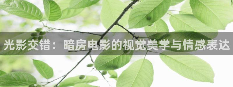 茄子视频?：光影交错：暗房电影的视觉美学与情感表达